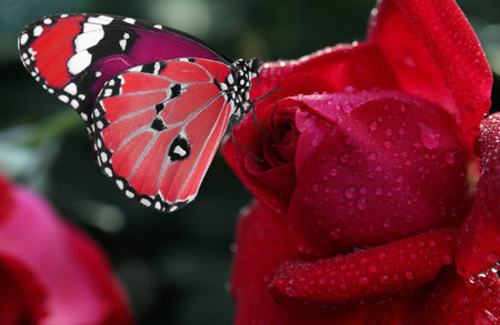 Beautiful red rose with morning dew and butterfly in garden, closeup viewの写真素材