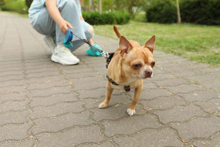 Woman picking up her dog's poop in park, closeupの写真素材