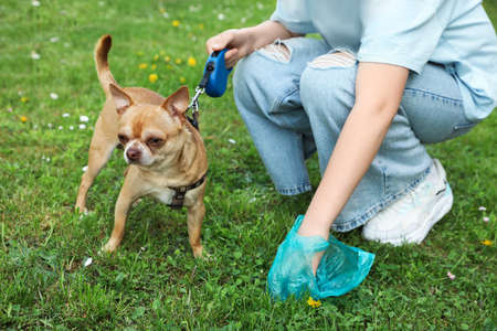 Woman picking up her dog's poop from green grass, closeupの写真素材