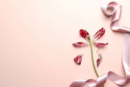 Red tulip and pink ribbon on beige background, flat lay with space for text. menopause concept