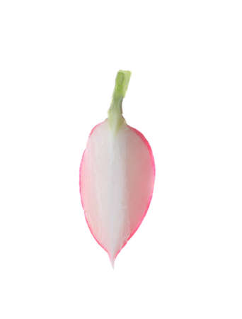 Slice of fresh ripe radish isolated on whiteの写真素材