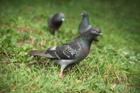 Beautiful gray doves on green grass outdoorsの写真素材