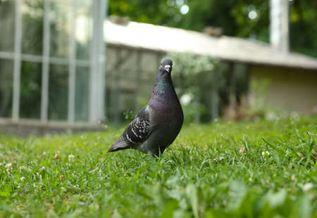 Beautiful gray dove on green grass outdoorsの写真素材
