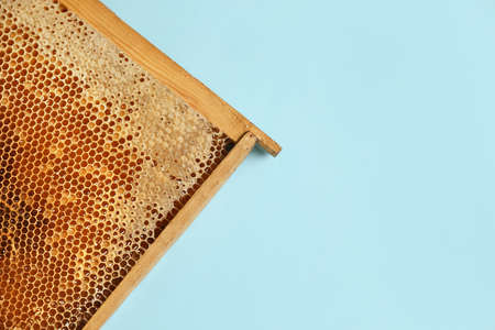 Honeycomb frame on light blue background, top view with space for text. Beekeepingの写真素材