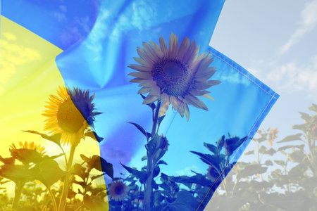 Double exposure of Ukrainian national flag and sunflowers growing in fieldの写真素材