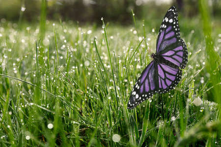Fresh green grass with morning dew and beautiful butterfly, closeup viewの写真素材