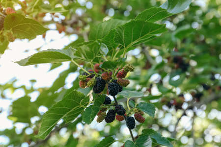 Tree branch with mulberries in sunlight, low angle viewの写真素材