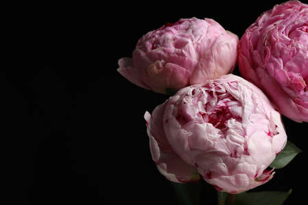 Beautiful fresh peonies on dark background, space for textの写真素材