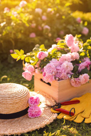Straw hat, pruner, gloves and beautiful tea roses in gardenの写真素材