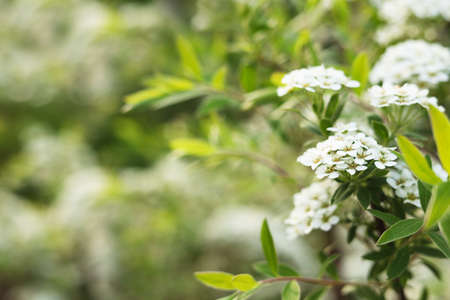 Beautiful spiraea shrub with white blossoms on blurred background, closeup and space for text....