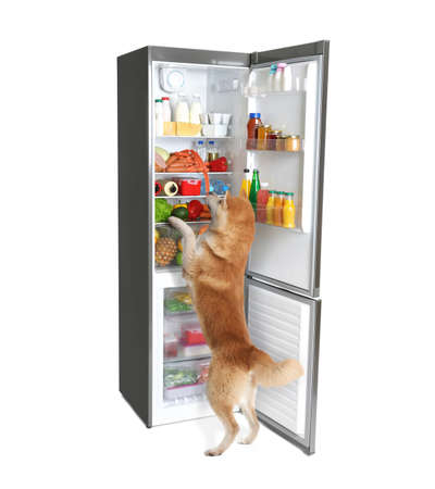 Cute Akita Inu dog and open refrigerator with many different products on white backgroundの写真素材