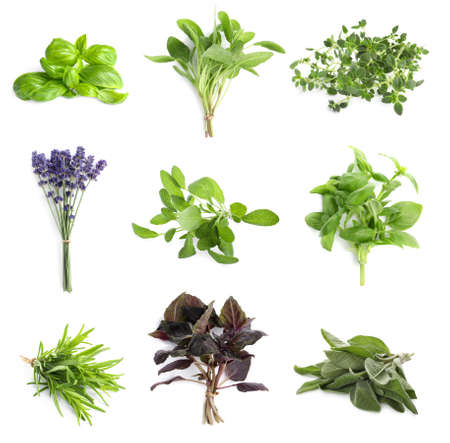 Set with different aromatic herbs on white backgroundの写真素材