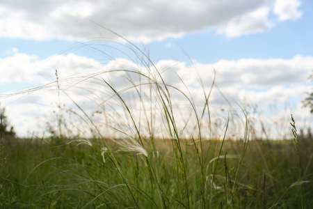 Beautiful feather grass growing in field, closeupの写真素材