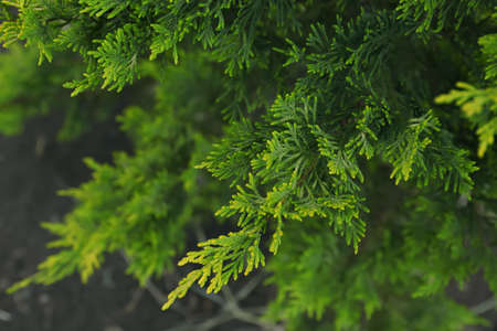Beautiful green thuja branches outdoors, closeup. coniferous tree