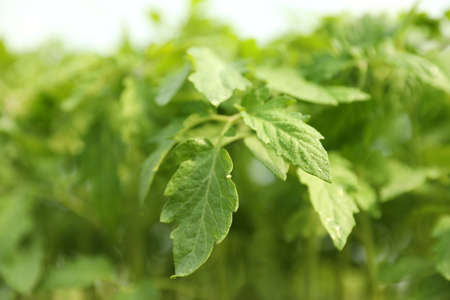 Green tomato seedling on blurred background, closeup