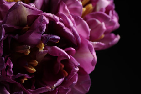 Beautiful fresh tulips on dark background, closeupの写真素材