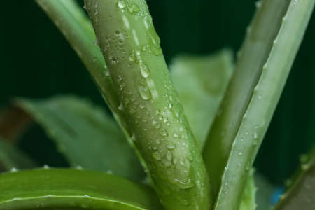 Beautiful aloe vera plant with water drops on green background, closeupの写真素材