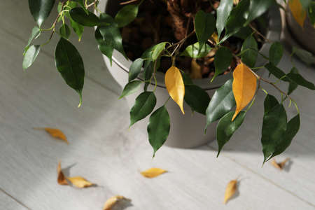 Houseplant with leaf blight disease indoors, closeupの写真素材