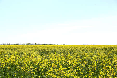 Beautiful view of blooming rapeseed field on sunny day