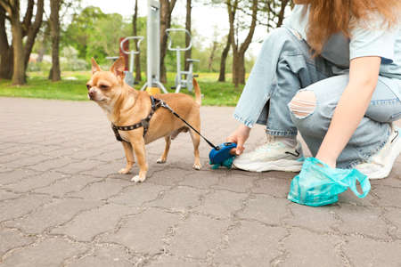 Woman picking up her dog's poop in park, closeupの写真素材