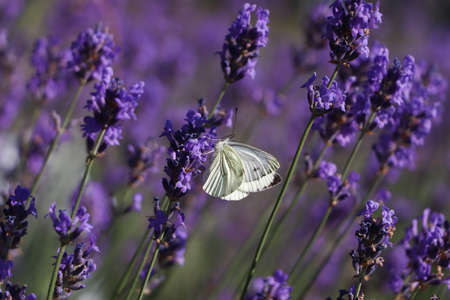Beautiful butterfly in lavender field on sunny day, closeupの写真素材