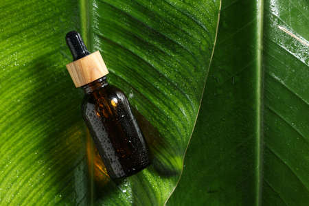 Bottle of cosmetic product on wet green leaves, top view. Space for textの写真素材