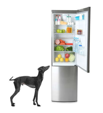 Cute Italian Greyhound dog near open refrigerator with many different products on white backgroundの写真素材