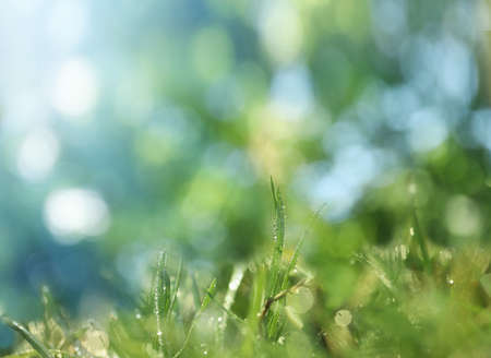 Beautiful green grass with morning dew on sunny day. bokeh effect