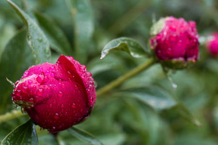 Beautiful red peony bud with dew drops outdoors, closeup. Space for text