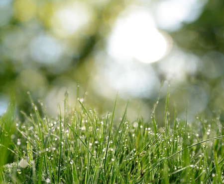 Beautiful green grass with morning dew on sunny day. bokeh effectの写真素材