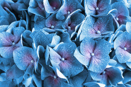 Beautiful blue hortensia flowers with water drops as background, closeup