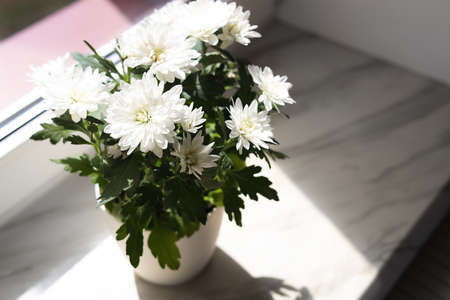 Beautiful potted chrysanthemum flowers on white window sill indoors, above view. Space for textの写真素材