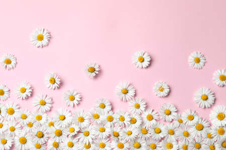 Many beautiful daisy flowers on pink background, flat lay. Space for text
