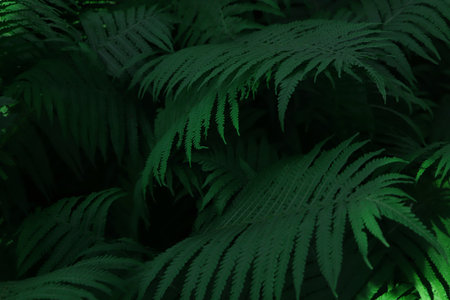 Beautiful fern with lush green leaves growing outdoors
