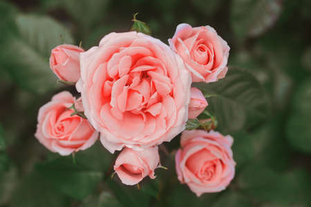Beautiful pink rose flowers blooming outdoors, closeupの写真素材