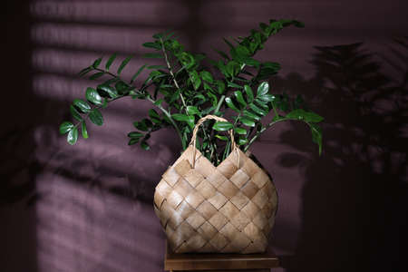 Stylish wicker basket with green plant on wooden stool near purple wall indoorsの写真素材