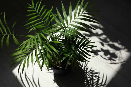 Beautiful green houseplant casting shadow on wooden floor indoors, above viewの写真素材