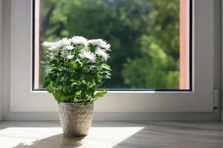 Beautiful potted chrysanthemum flowers on white window sill indoors. Space for textの写真素材
