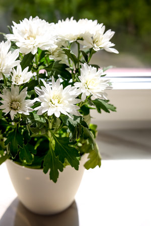 Beautiful potted chrysanthemum flowers on white window sill indoors, closeupの写真素材
