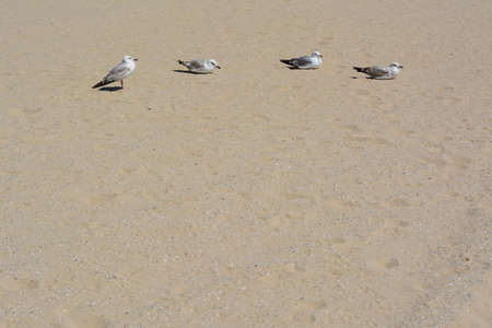 Sandy beach with seagulls on sunny dayの写真素材