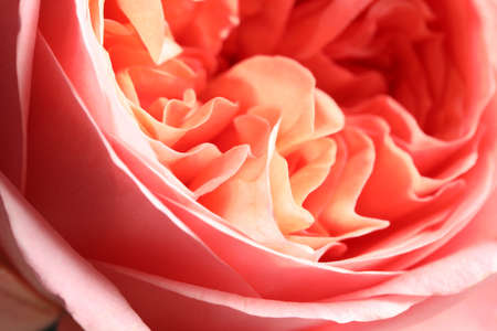 Closeup view of beautiful blooming roses as background. floral decor