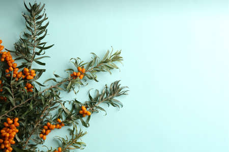 Branches of sea buckthorn on light blue background, flat lay. Space for textの写真素材