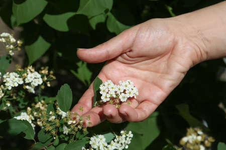 Woman near beautiful blossoming spiraea bush outdoors, closeupの写真素材