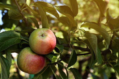 Apple tree with fresh and ripe fruits on sunny day, closeup