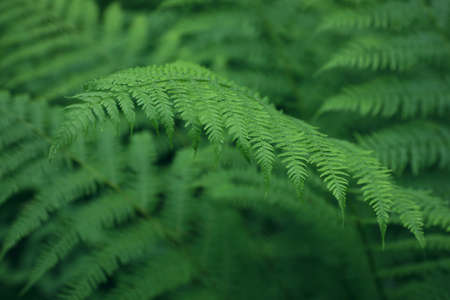 Beautiful fern leaves outdoors, closeup. tropical plant