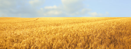 Beautiful field with ripe wheat crop. banner design