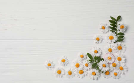 Beautiful daisy flowers and leaves on white wooden background, flat lay. Space for textの写真素材