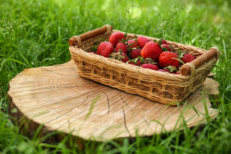 Basket with ripe strawberries on tree stump outdoors. Space for textの写真素材