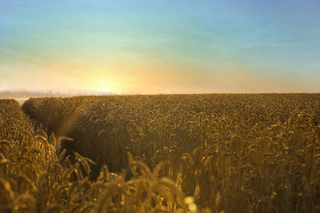 Beautiful agricultural field with ripe wheat spikes on sunny day against blue skyの写真素材
