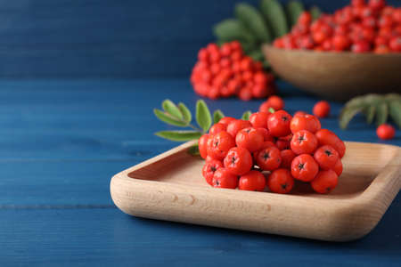 Wooden plate with fresh ripe rowan berries on blue table, closeup. Space for textの写真素材